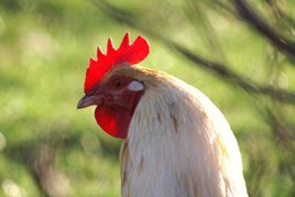 Roi de la basse-cour