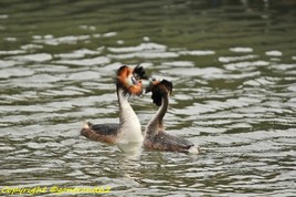 grebes huppes...