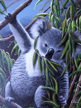 Koala
