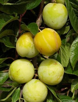 sa majest&eacute; la Reine Claude