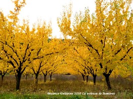 abricotiers en automne