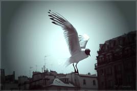 MOUETTE en plein vol