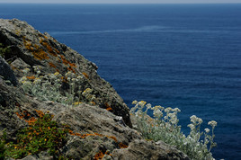 Min&eacute;ral V&eacute;g&eacute;tal-1360