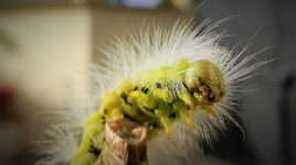 Si vous approcher, je mords !!!