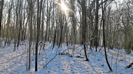 le bois sous la neige