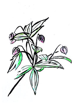 Clematite rose / Drawing : a pink clematis