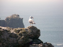 j'y vais, j'y vais pas ????