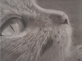 Le chaton et la lune