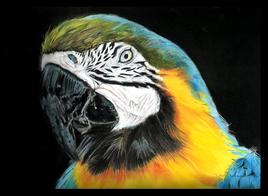 Ara du V&eacute;n&eacute;zu&eacute;la