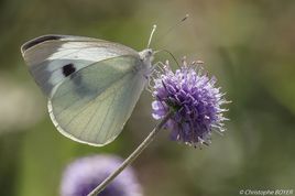 Papillon Pieris brassicae (Pi&eacute;ride du choux)