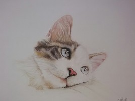Chat pastels