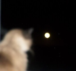 Mizou en admiration devant la lune .