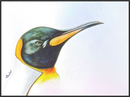 Manchot royal (Aptenodytes patagonicus) / Painting A King penguin