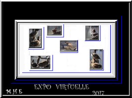 expo canard 2017