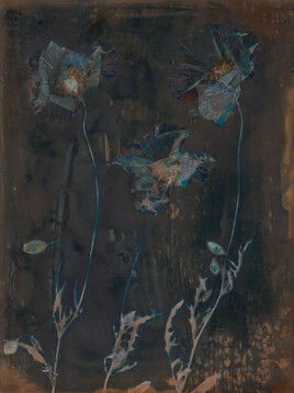 Lumen #86 - coquelicots