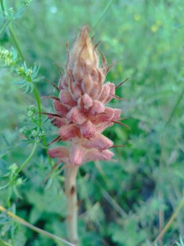 Orobanche