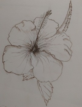 Hibiscus