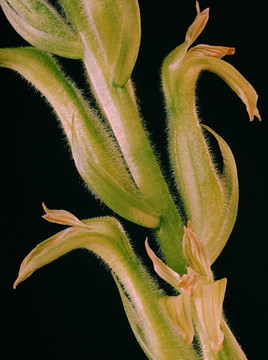 Orchidée terrestre Amérique Centrale