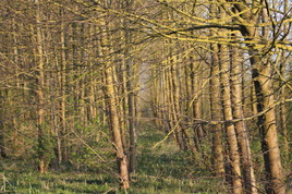 Sous bois dans le douaisis