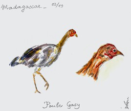Poule gasy