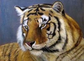 Tigre de Bengale 3