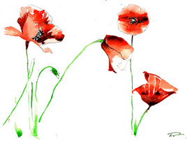 papaver rhoeas