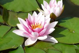 Fleurs de nénuphars