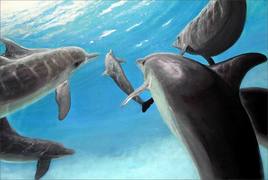 FAUNE : Evolution marine 1