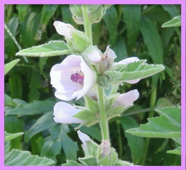 Guimauve officinale (Althaea officinalis) / The Marsh mallow flower