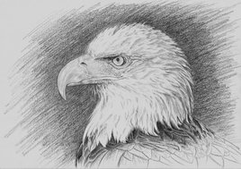 L'aigle