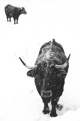 Couple de boeufs sous la neige,