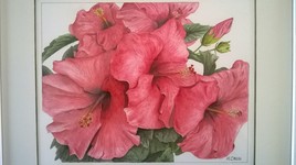 hibiscus