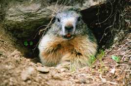 Marmotte italienne