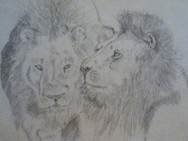 lions