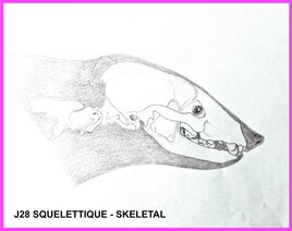 Inktober 2025 J28 Squelettique - Skeletal