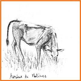 Vache des Alpes / Drawing An alpine cow, the Tarentaise catlle