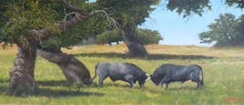COMBAT DE TOROS