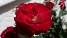 Passion printani&egrave;re