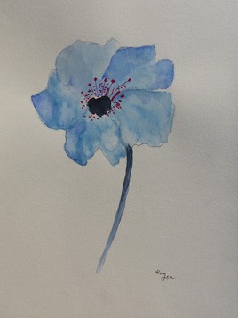 Pavot de l'Himalaya n°2