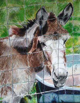 l'âne derrière le grillage