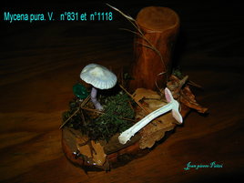 Mycena pura