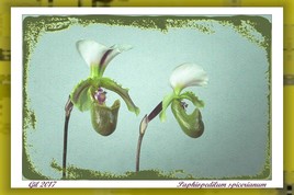 Paphiopedilum spicerianum - Orchidée