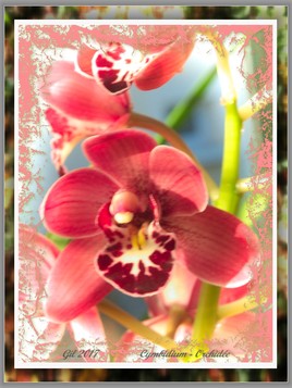 Cymbidium hybride - Orchidée