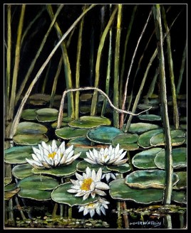 fleurs de nénuphars