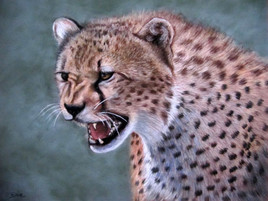 Gu&eacute;pard