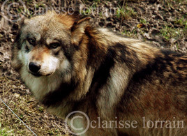 Loup