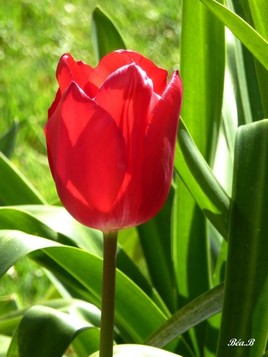 Rouge de tulipe