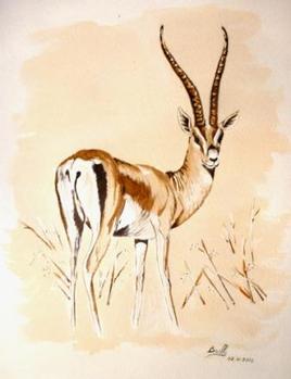 la gazelle de Grant