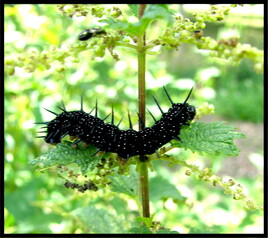 Paon du jour (Aglais io) : chenille / Photo A Peacock caterpillar