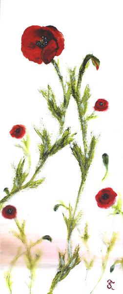 Coquelicots au couteau sur fond blanc